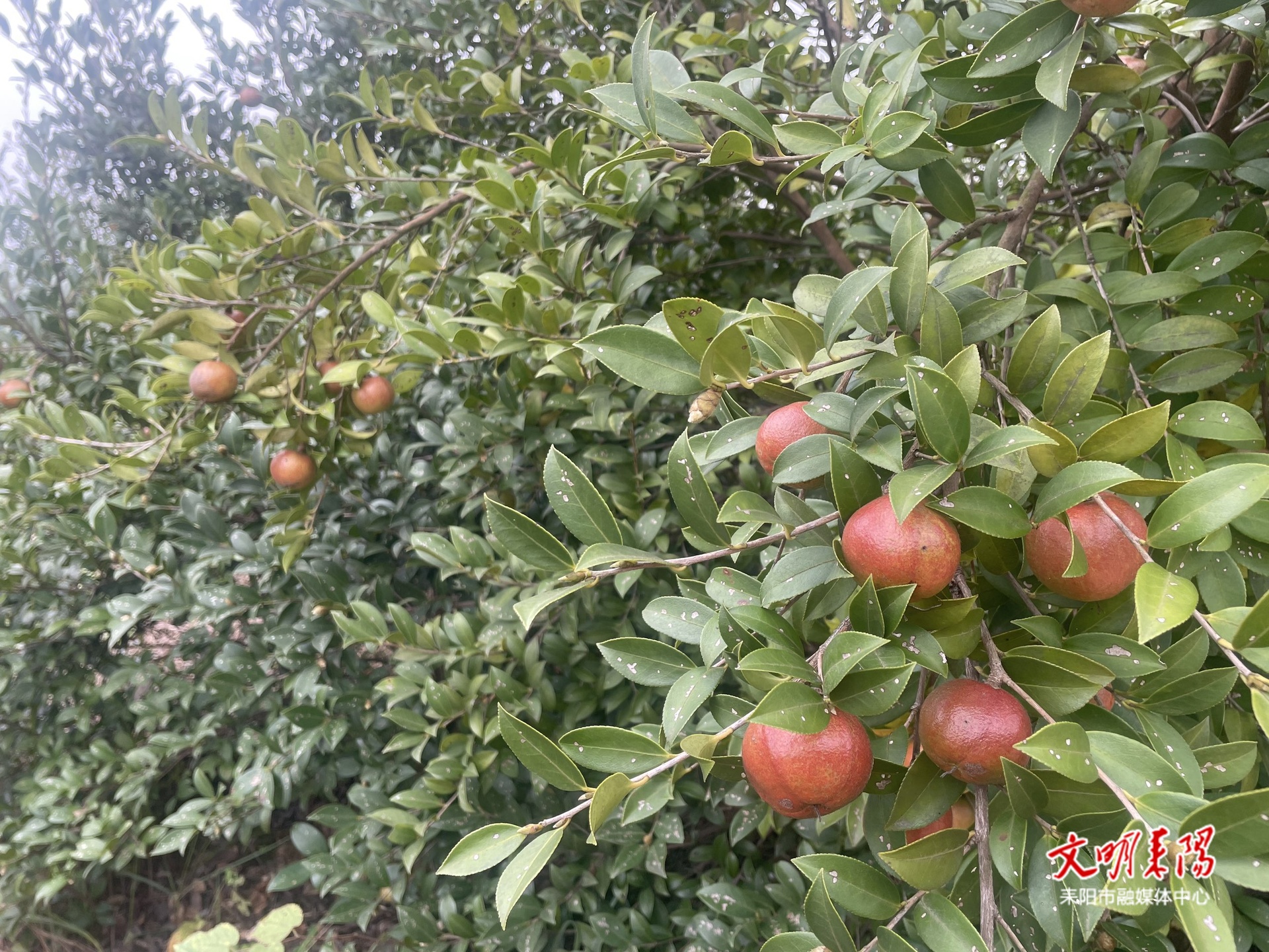 板冲村：油茶喜丰收 农户采摘忙