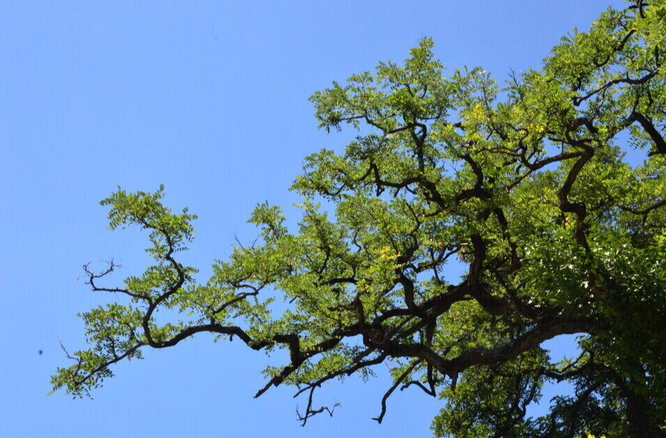 村边的那棵老槐树
