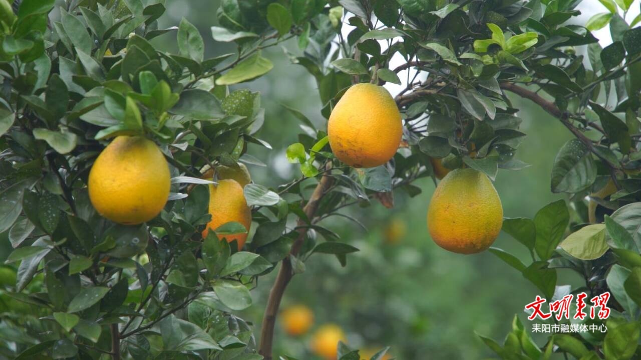 【耒水欢歌】仁义镇：脐橙丰收香满园，产业兴农乡村美