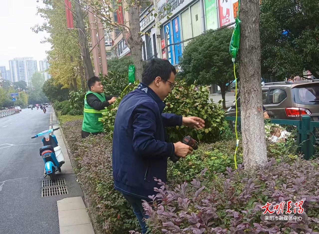 为绿植筑牢越冬“防护盾”！耒阳抓实冬季园林绿化养护