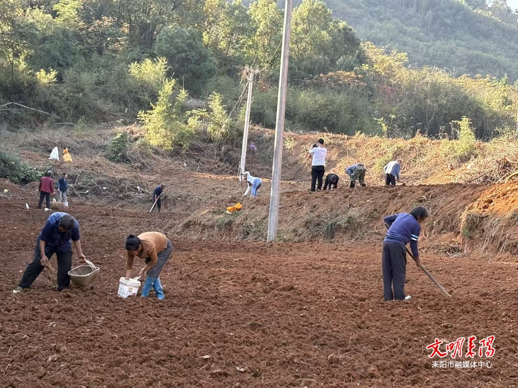 【耒水欢歌】马形村：黄精生“金” ！“试验田”里风光正好