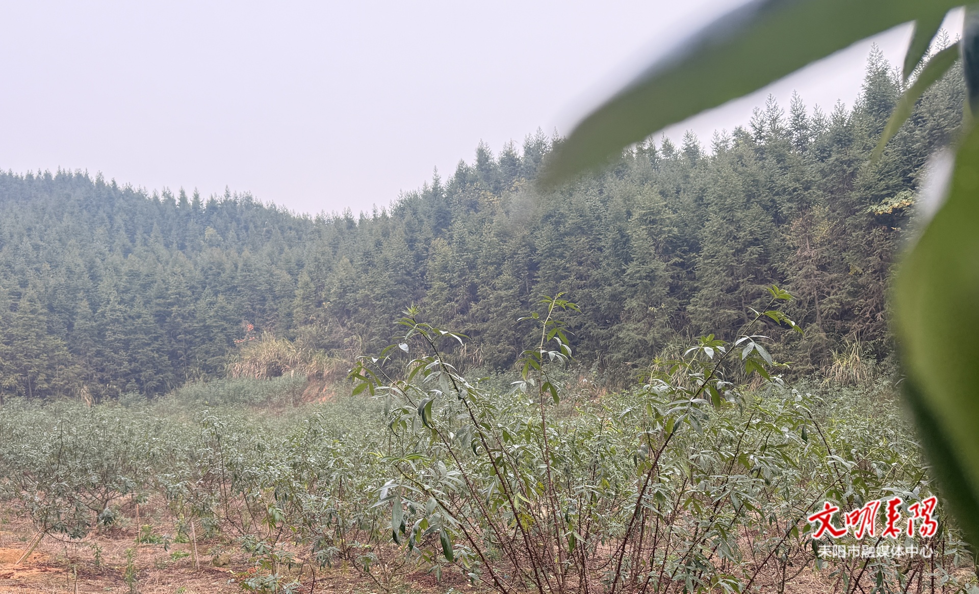 【耒水欢歌】导子镇浔江村：山沟里飘出“花椒香”