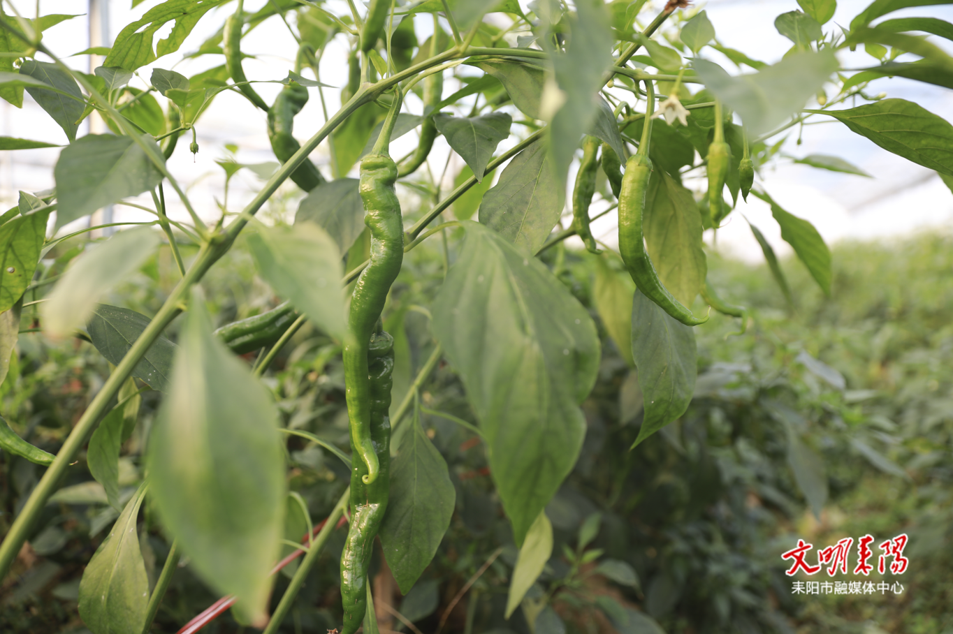 【耒水欢歌】闲置大棚“错峰生金”   反季节辣椒抢“鲜”上市