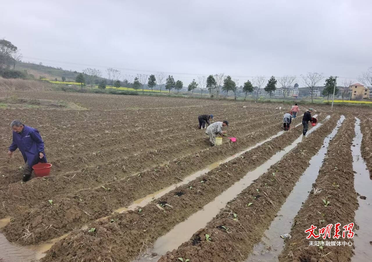 【耒水欢歌】新联村烟田胜景：党建“金犁”深耕希望田野