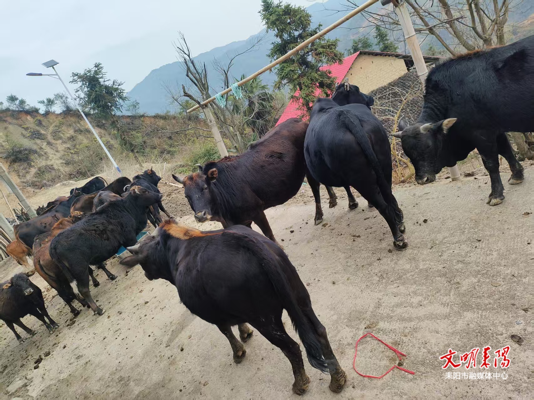 【耒水欢歌】宰牛迎新  90后徐文亮的高山“致富经”