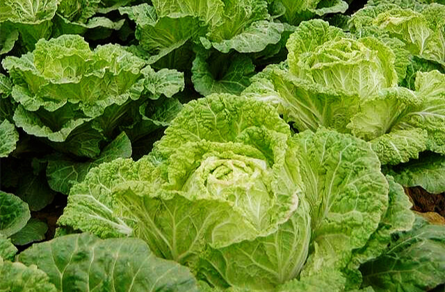 山脚下那一片片大白菜