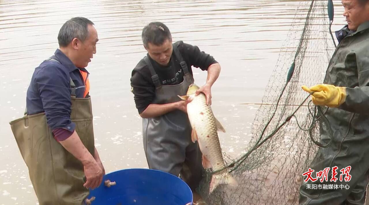 鱼跃满塘庆丰年！耒阳大和草鱼冬捕启幕迎丰收
