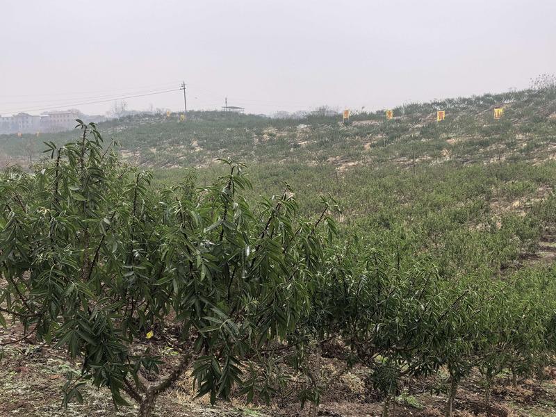 为“红色沙漠”开方！看耒阳花椒如何点绿生金