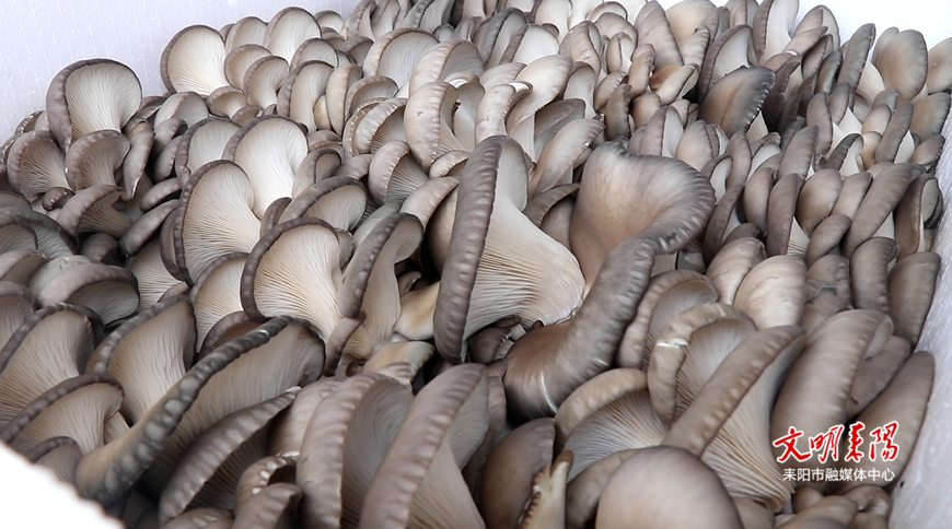 【耒水欢歌】遥田镇锡田村：大棚蘑菇撑起村民“致富伞”