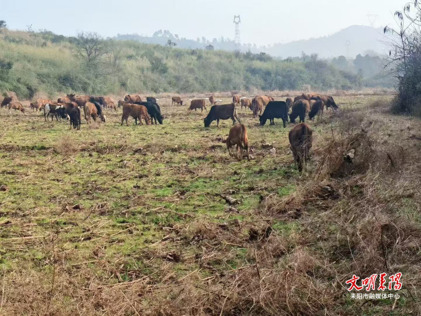 金融活水润乡土 农担护航兴产业——耒阳农担以实干助力乡村振兴