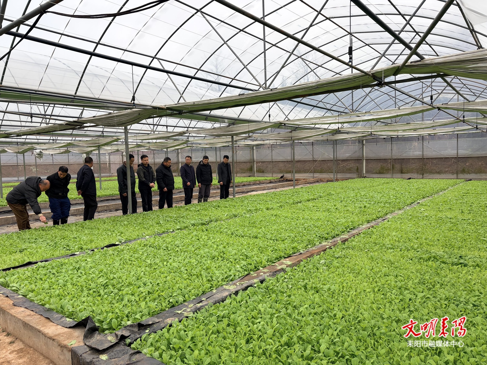 【奋进十五五  新年开新局】大力推广“二段式育苗”    促进烟叶生产提质增效