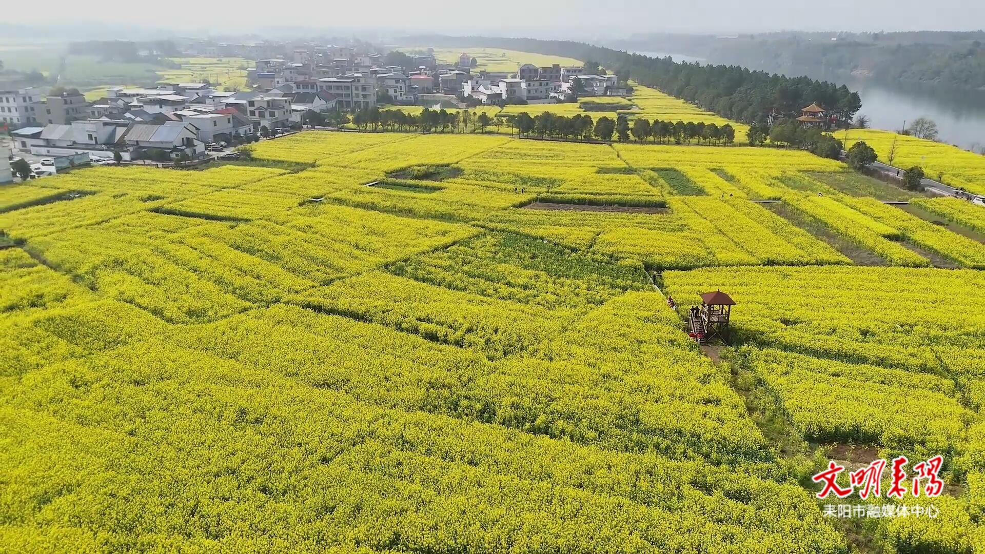 金色花海迎客来！耒阳启动第六届“油菜花季”乡村旅游推广活动