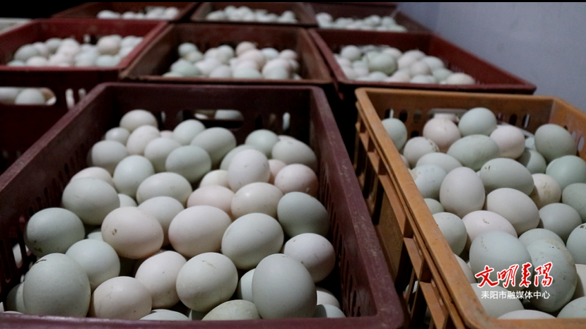 【耒水欢歌】遥田镇：鸭业转型闯新路 笼养升级促振兴