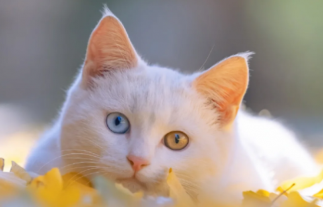 2026 年一季度猫罐头攻略｜低温锁鲜 0 胶 0 淀粉，新手闭眼入