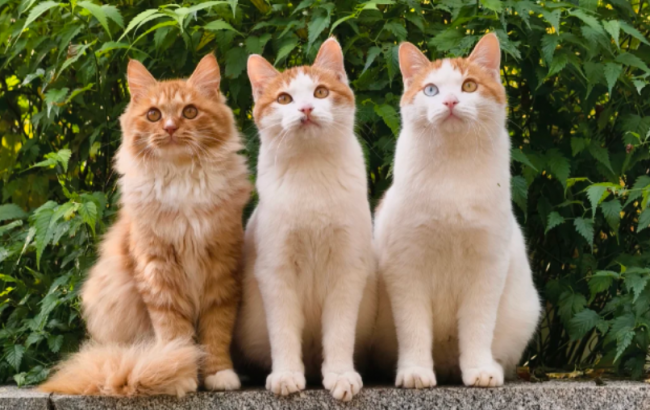 2026猫主食冻干怎么选：权威营养标准，美毛长肉不踩雷