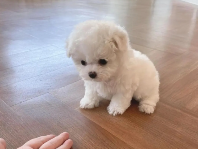 2026 一季度犬用益生菌选购攻略，软便腹泻精准选购