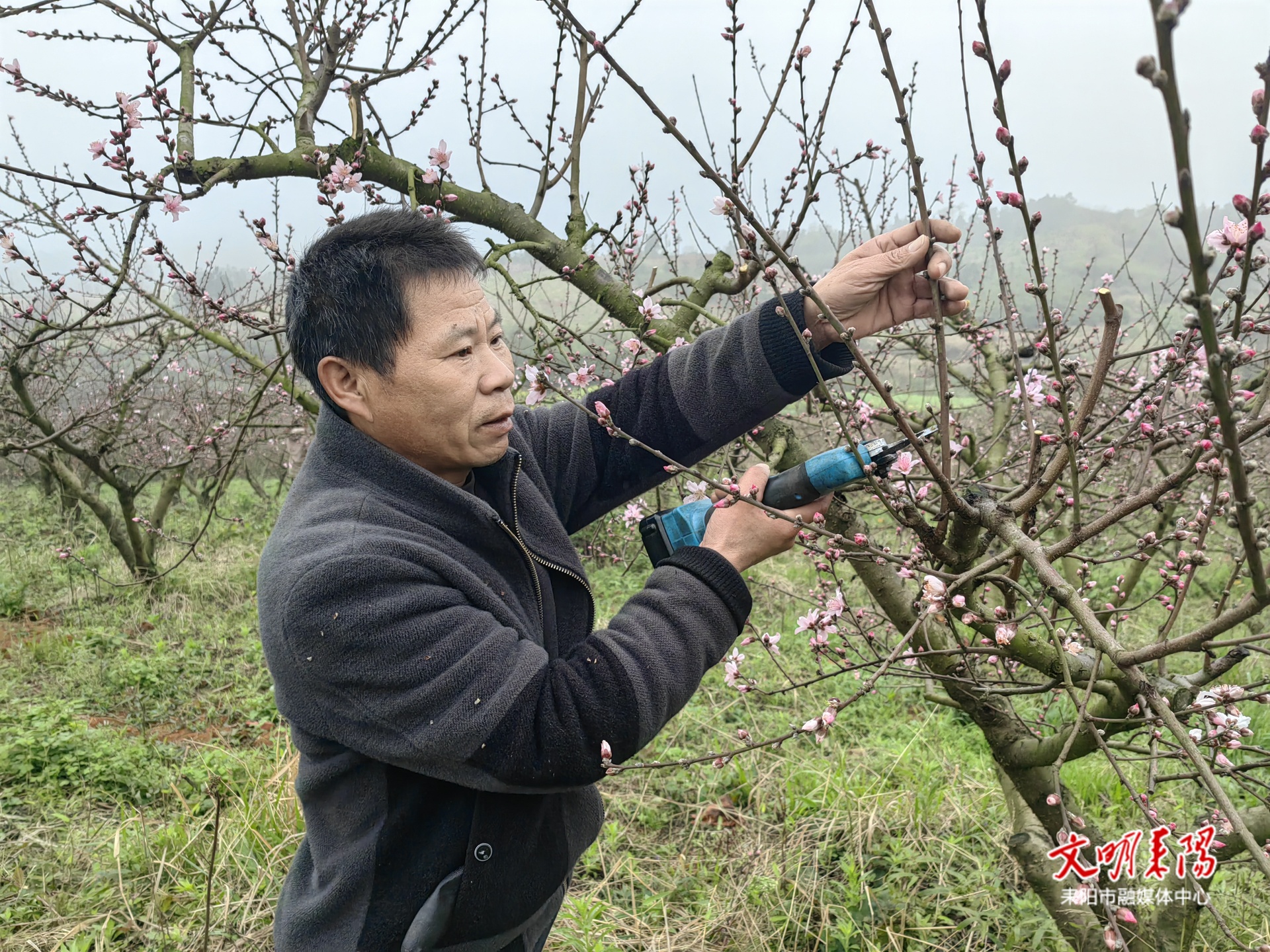 【耒水欢歌】太平圩乡：桃园绽芳华 耕耘迎希望