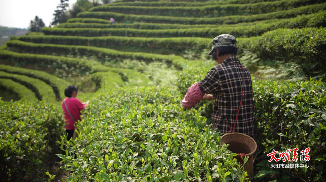 【耒水欢歌】春茶抢“鲜”采摘 指尖捻出致富香