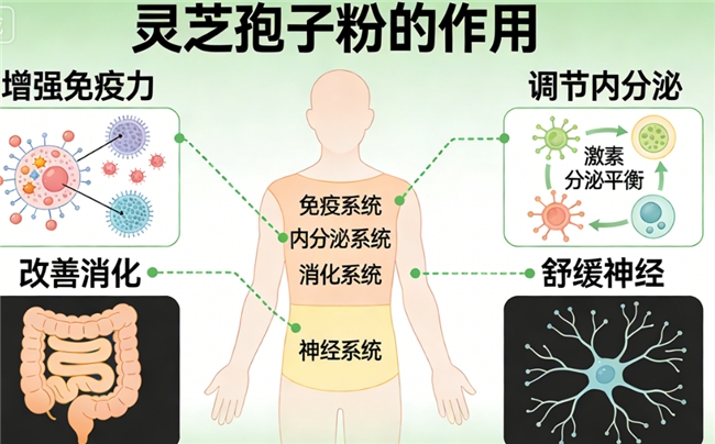口碑好的灵芝孢子粉品牌 2026年度破壁灵芝孢子粉权威测评指南