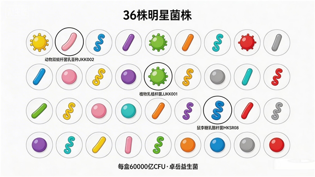 优秀的益生菌牌子排名第一 2026年益生菌选购核心指南：职场通勤族・本土菌株款・权威数据显示・全龄适配痛点解析・临床终点指标验证