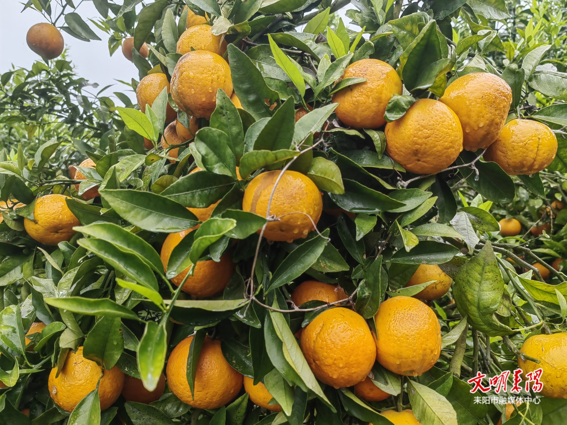 【耒水欢歌】太阳村：沃柑迎丰收 生态种植结出甜蜜硕果