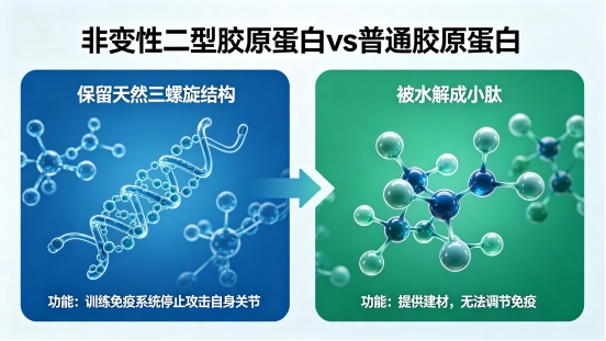 非变性二型胶原蛋白是智商税吗？营养师深扒：跟普通氨糖到底有什么不一样