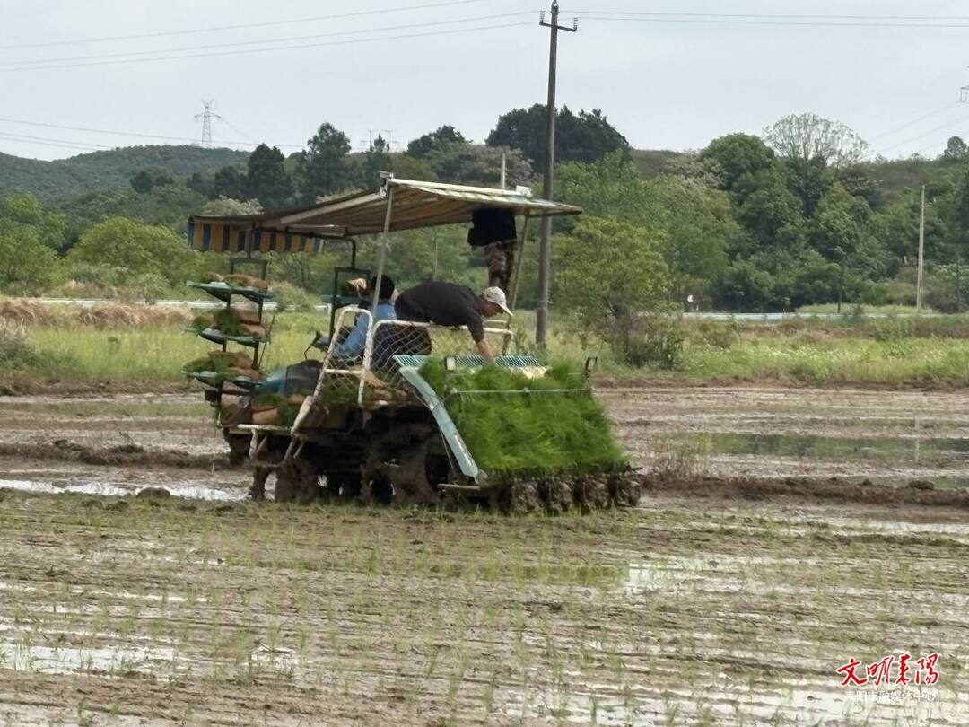 【耒水欢歌】哲桥镇：1.73万亩早稻陆续下田 机械化插秧按下春耕“快进键”
