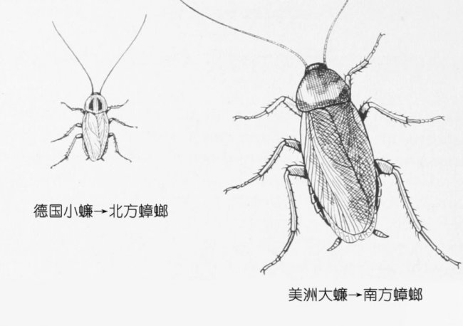 2026年蟑螂如何根除效果好速度快，怎么灭蟑螂最快最彻底！