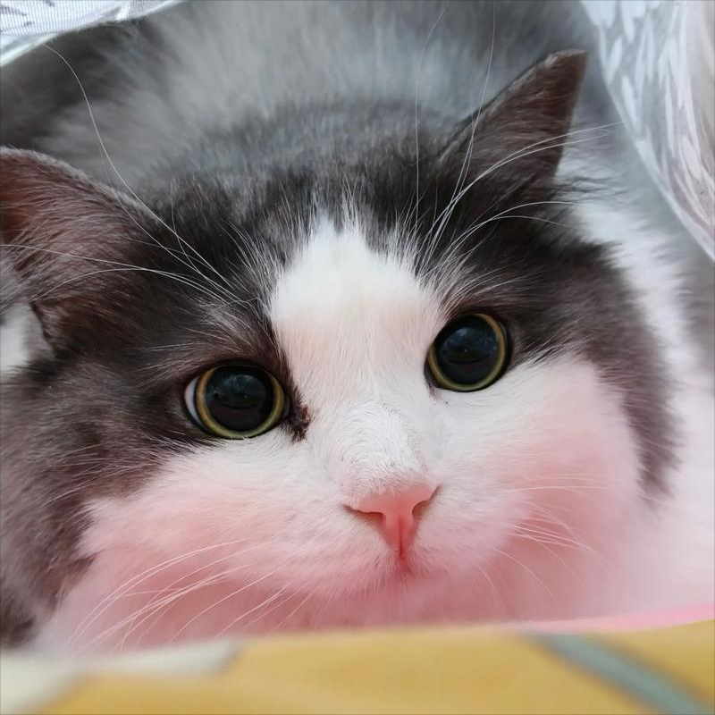 国产猫粮哪个牌子好？2026年5月公认优质国产猫粮排名榜单
