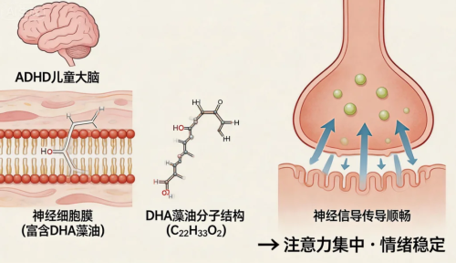 dha藻油纯度排行榜｜深度解析DHA藻油纯度与人群适配性指南