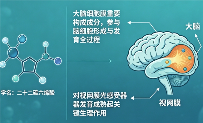 学生DHA什么品牌的好？藻源组合营养优吸收，无腥味高纯度，每日补充无压力
