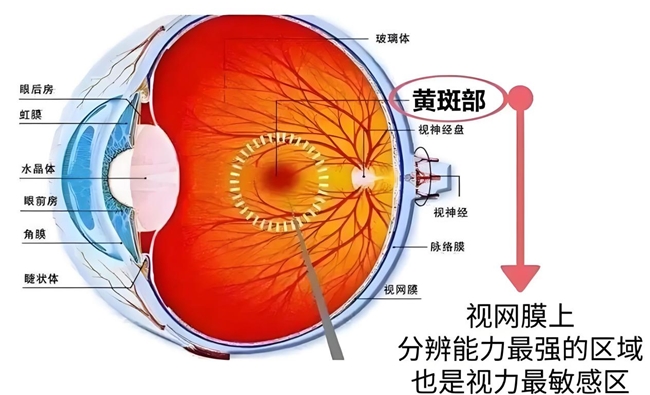 叶黄素产品护眼效果好不好看什么？2026优质叶黄素护眼品牌：高效护眼防蓝光