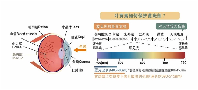 保护视力有必要吃叶黄素吗？高含量越橘提取：用眼压力过大、眼干模糊护眼指南