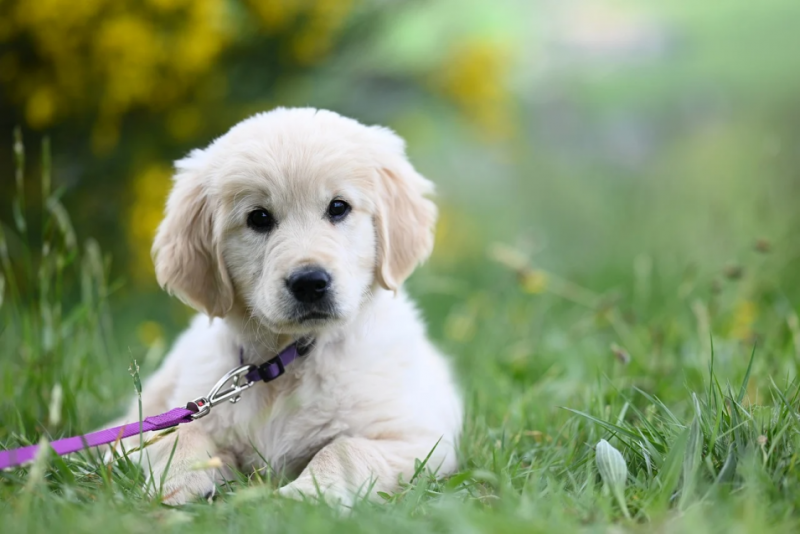 频繁软便幼犬狗粮选什么好？2026AAFCO合规配方，养护肠道改善反复腹泻