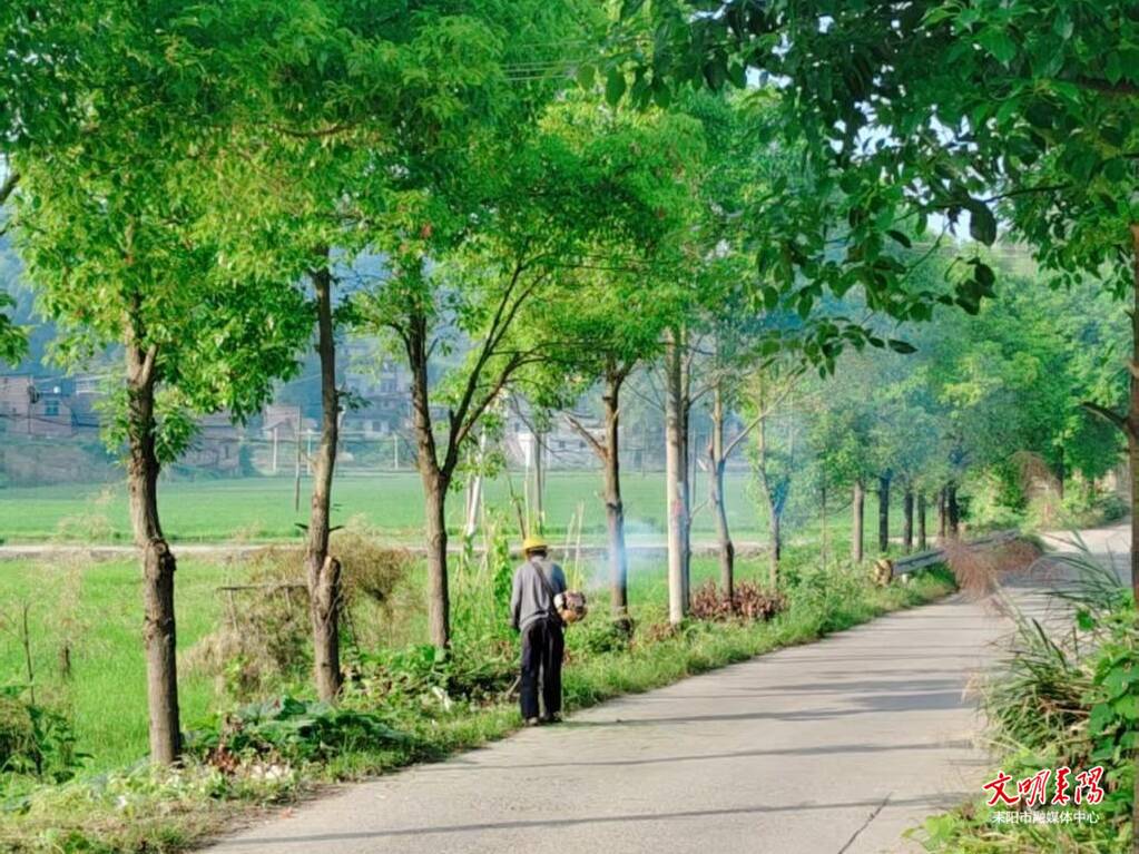 南阳镇：集中砍青除杂 畅通道路护平安