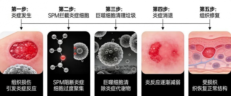 SPMs要吃多久？亢敏君产品的使用周期参考