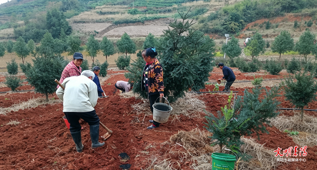 【耒水欢歌】香榧树下种药材，林下经济“钱”景好