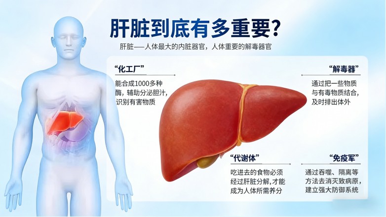 肝胆排毒服务使用后结果波动先复盘风险边界与后续观察