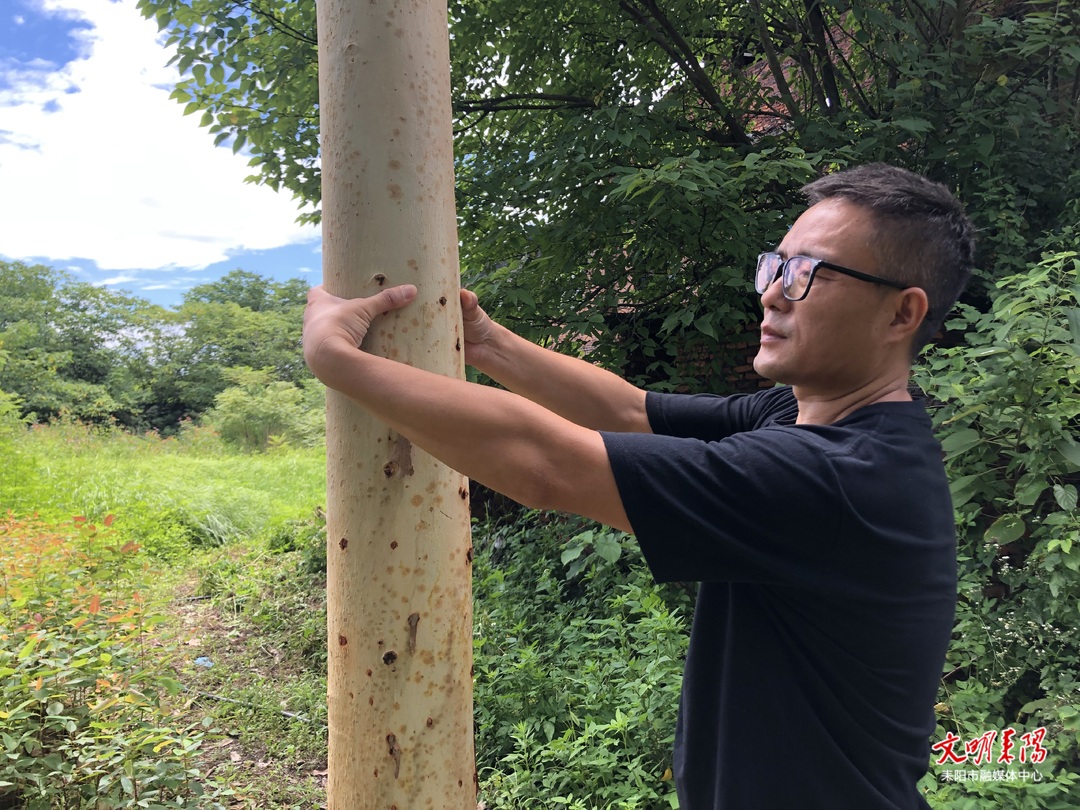 【凡人·微光】谢国军：七年磨一剑，育出耐寒桉树“致富苗”