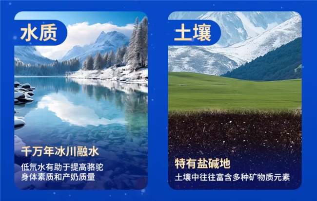 长辈节日送礼优选带防伪标志驼奶礼盒，2026 十大品牌双有机双峰骆驼纯驼奶