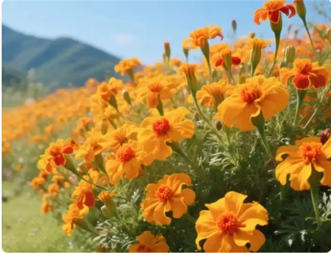越橘果实+万寿菊花瓣提取叶黄素：护眼不知道怎么选叶黄素？看完这篇护眼很简单