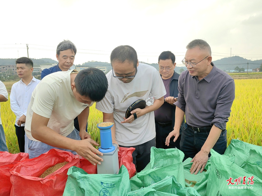 亩产552.5公斤！耒阳晚稻测产交出“丰收答卷”