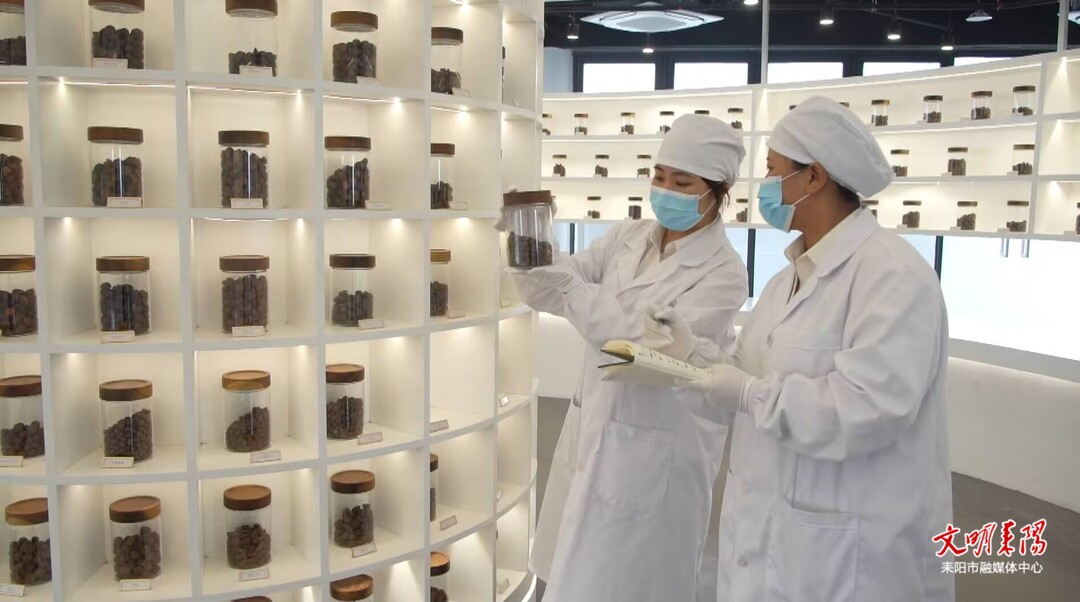【油茶飘香·消费助农】油茶采摘季：科技赋能深加工 衡阳油茶解锁产业新价值